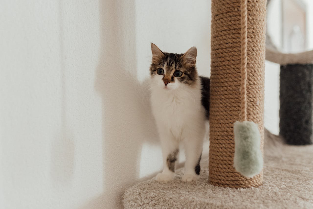 pexels photo 7725977.jpeg